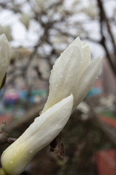 雨后的玉兰花