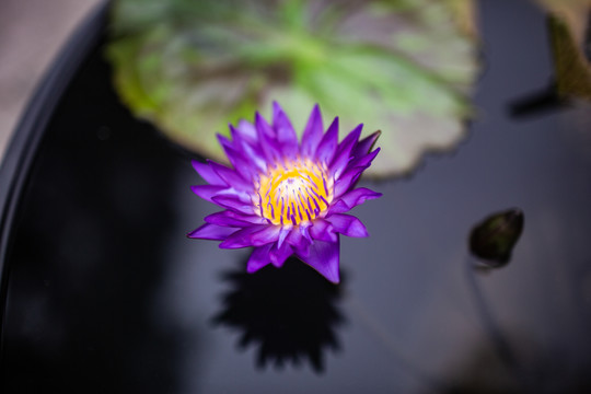 荷花荷叶