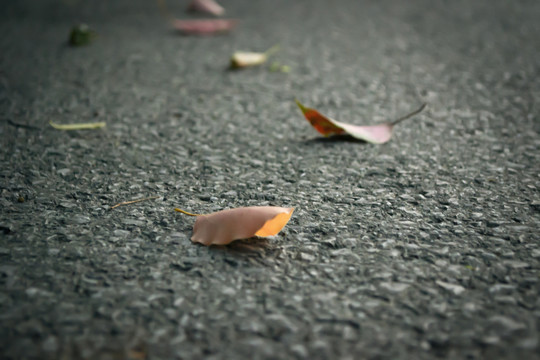 马路上的落叶