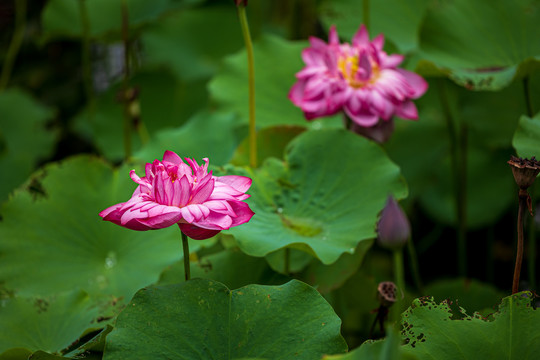 一朵怒放的红色莲花