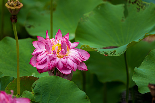 一朵怒放的红色莲花