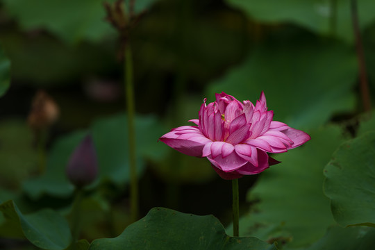 一朵怒放的红色莲花