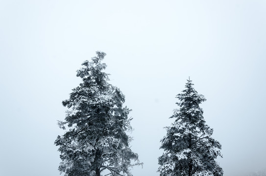 冬天雪松