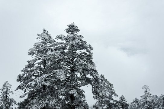 山顶雪松