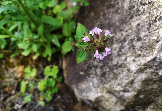 风轮菜