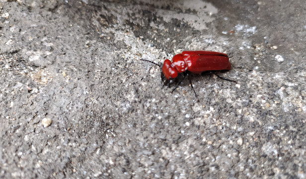 红色甲虫