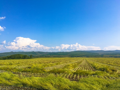 田野油菜收割