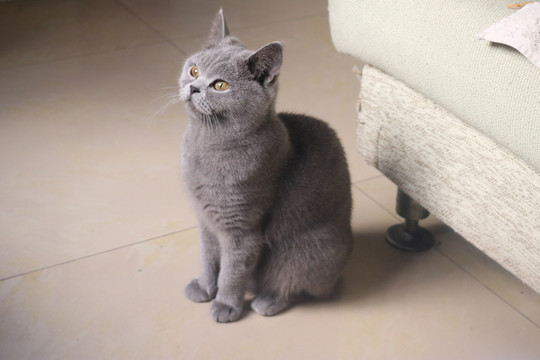 英短蓝猫