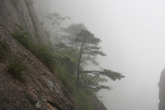 雨中黄山松