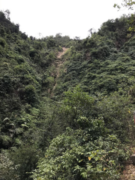 南海湾森林公园