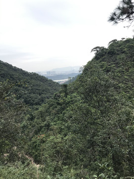 南海湾森林公园