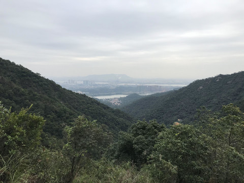 南海湾森林公园