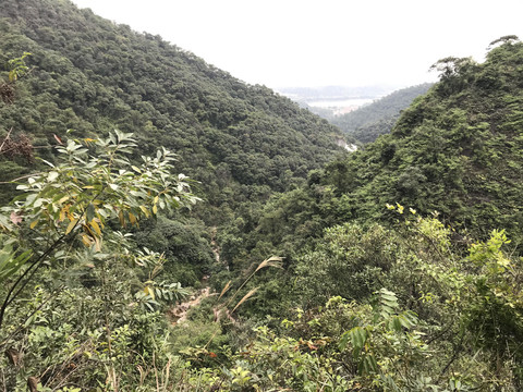南海湾森林公园