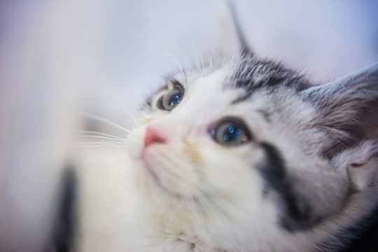 折耳猫