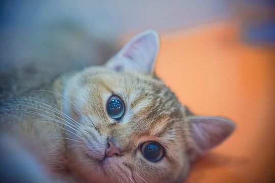 折耳猫