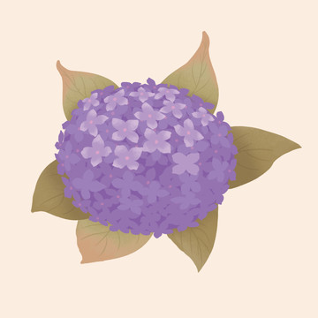 紫色绣球花插画