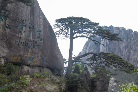 安徽黄山风景区的迎客松