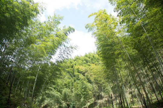 安徽黟县木坑竹海景区的竹海