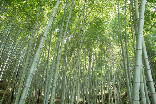 安徽黟县木坑竹海景区的竹海