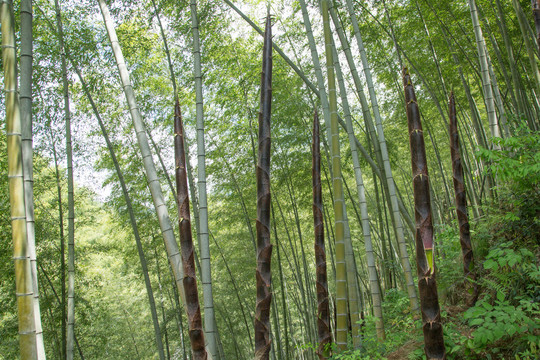 山林里的竹笋