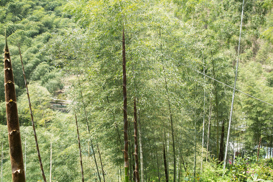 山林里的竹笋