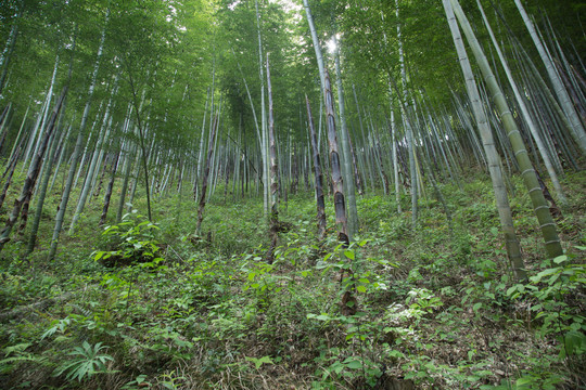山林里的竹林竹笋