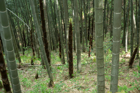 山林里的竹林竹笋