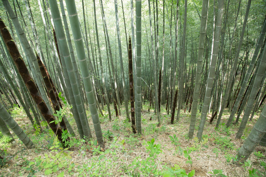 黄山木坑竹海景区竹笋