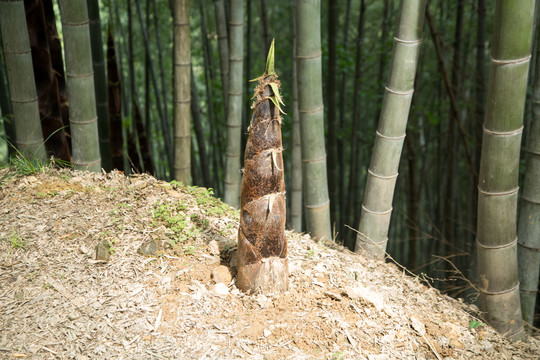 黄山木坑竹海景区竹笋