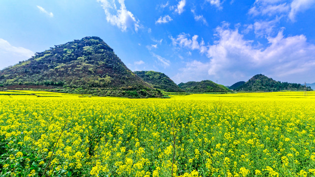 罗平金鸡岭油菜花田