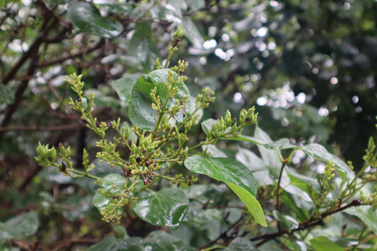 丁香花