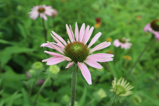 松果菊