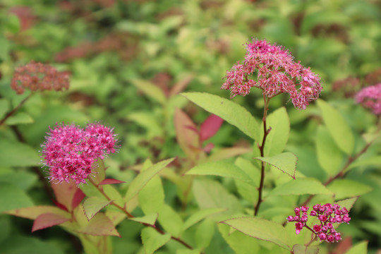 粉花绣线菊