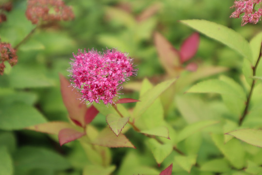 粉花绣线菊