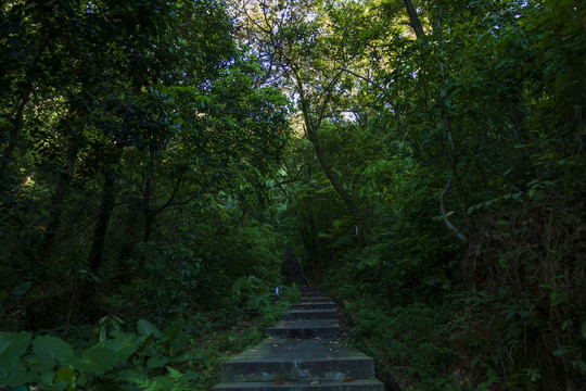 深圳石芽岭公园登山道