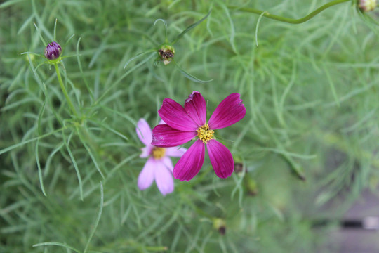波斯菊