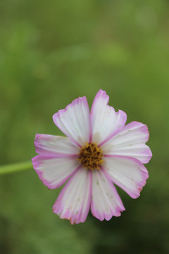 波斯菊