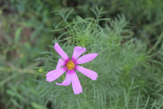 波斯菊