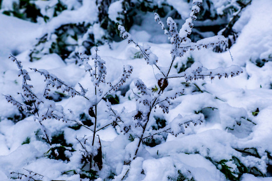 雪景雾凇