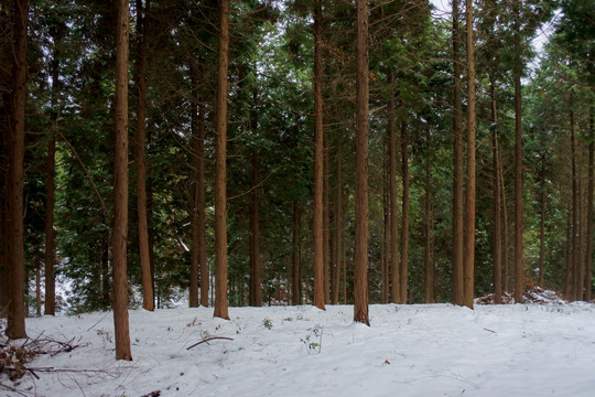 雪中杉树林