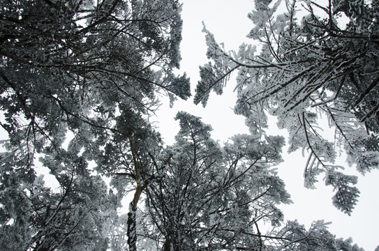 雪松