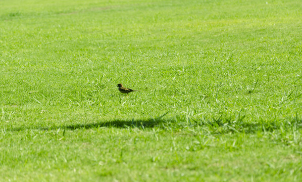 草坪上的一只翠鸟