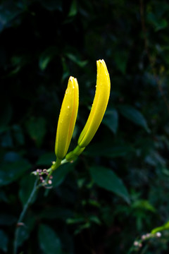 黄色的黄花菜