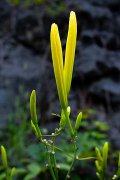 黄色的黄花菜