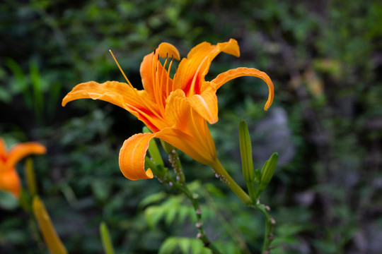 橙色的黄花菜