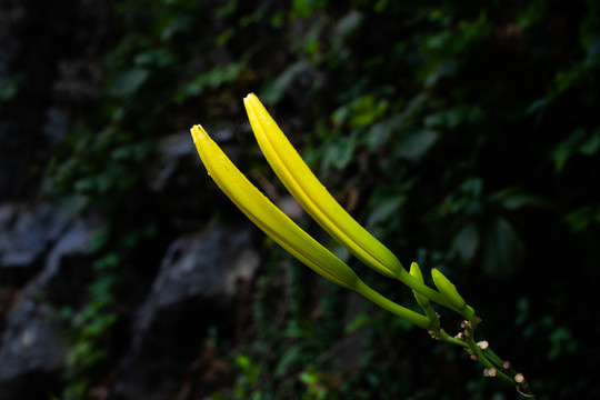 黄花菜