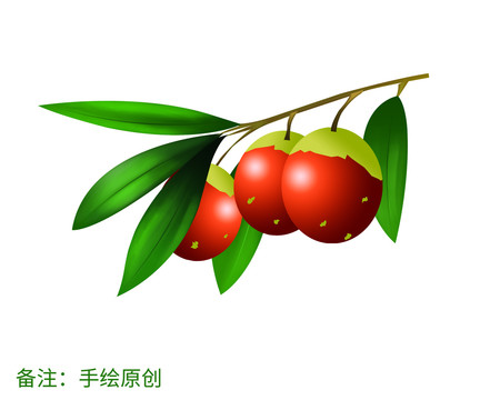 冬枣手绘插画