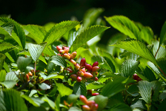 香荚蒾果