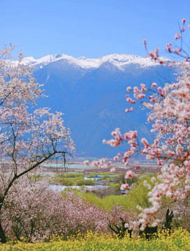 樱花美景