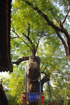 北京东岳庙